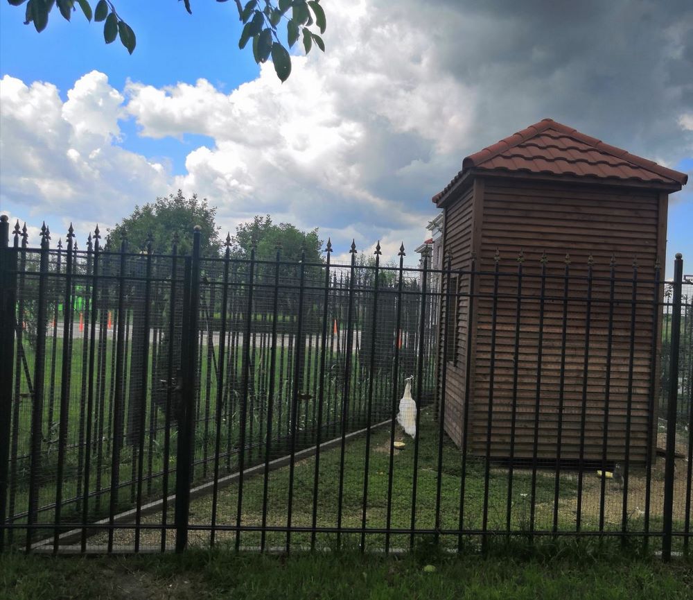 Наши павлины